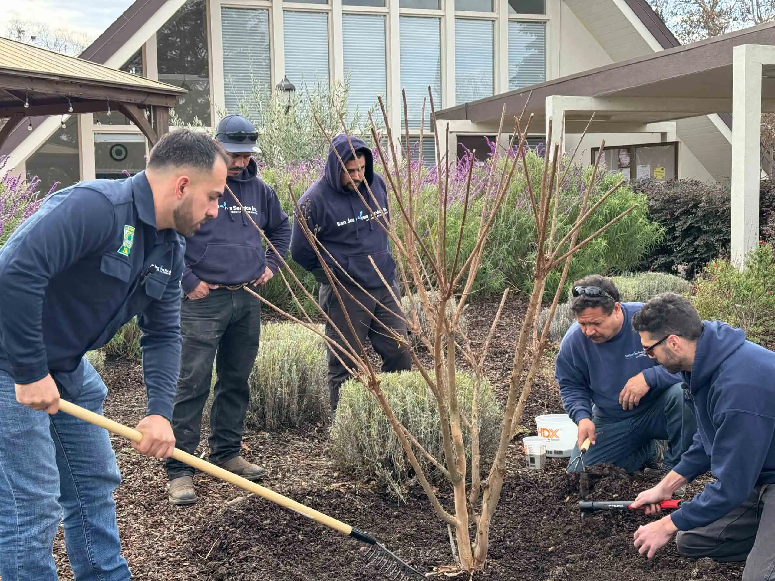 Landscape installation project in San Jose by San Jose Tree Service