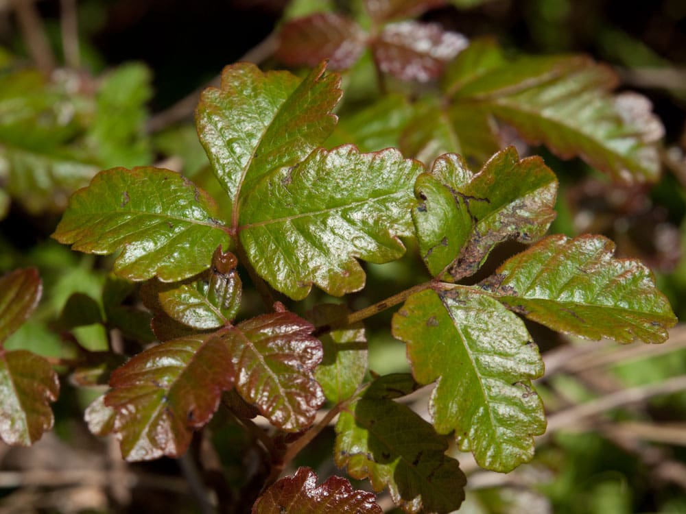 Professional poison oak removal on a San Jose property