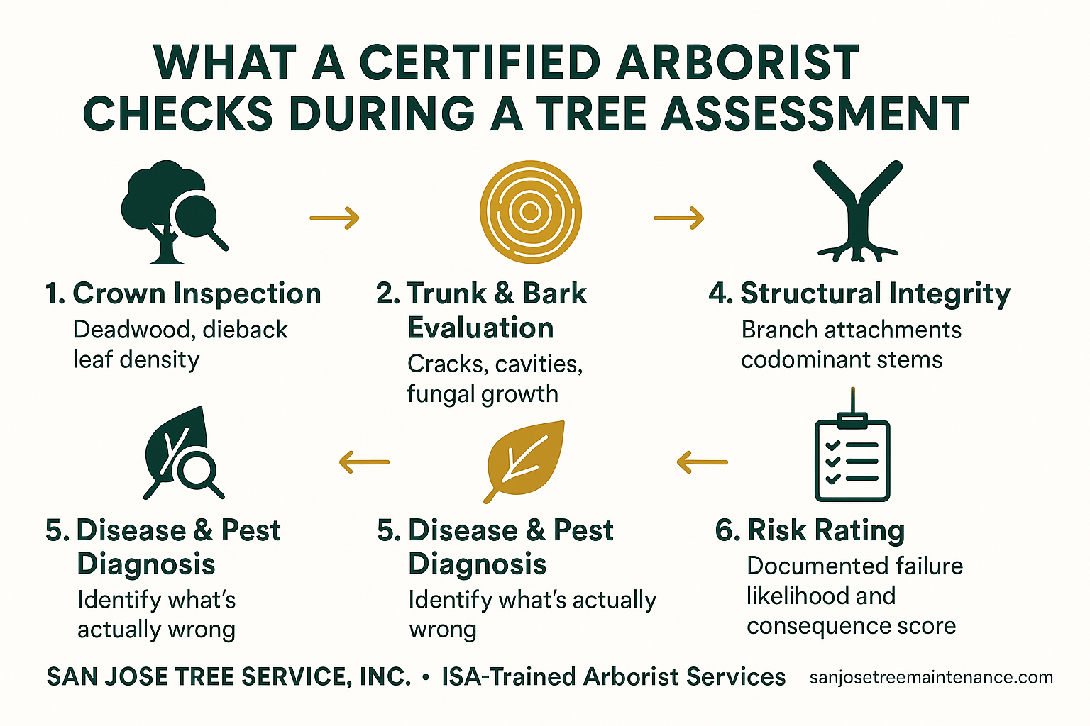 Need a Certified Arborist in San Jose? Here's What a Professional Tree Assessment Actually Covers