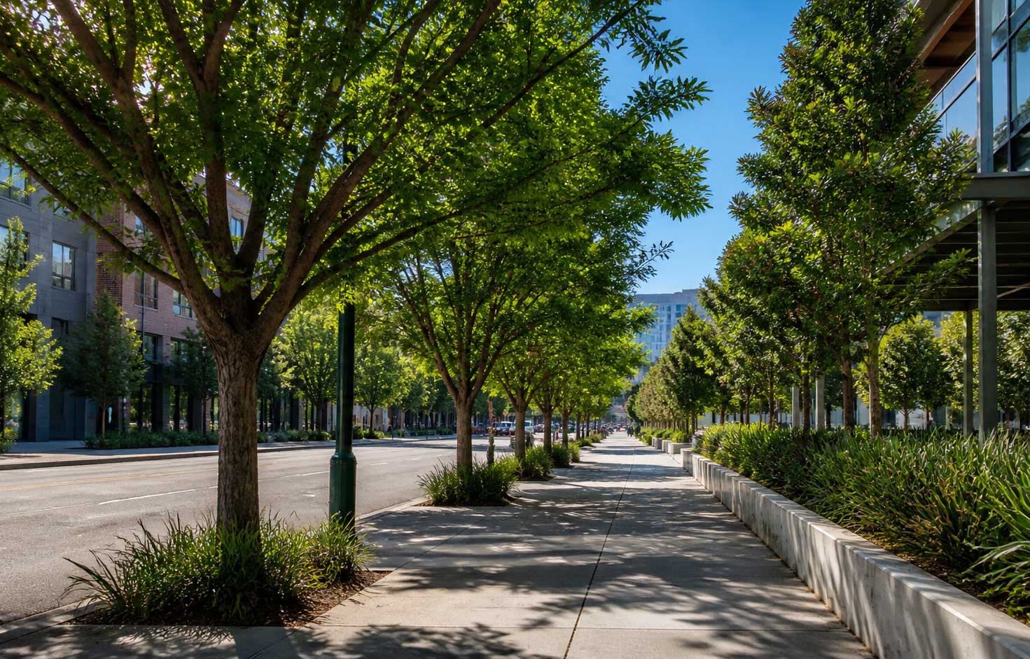 tree arborist san jose