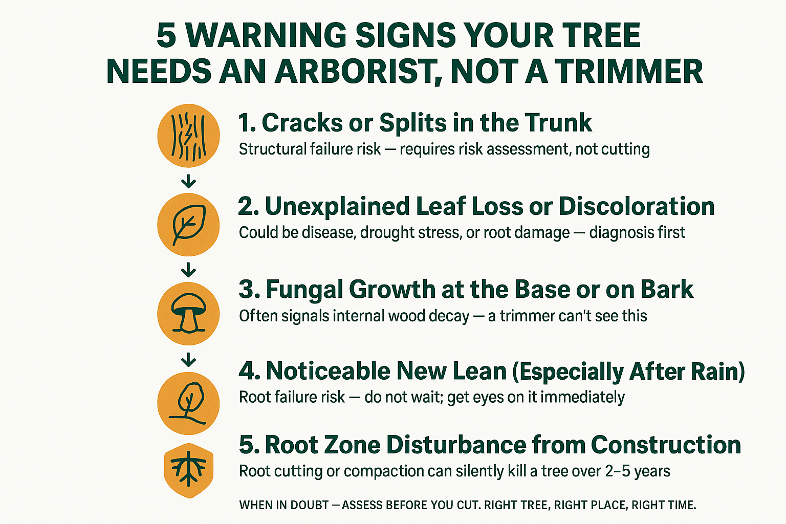 When Does a Tree Problem Require an Arborist — Not Just a Trimmer?