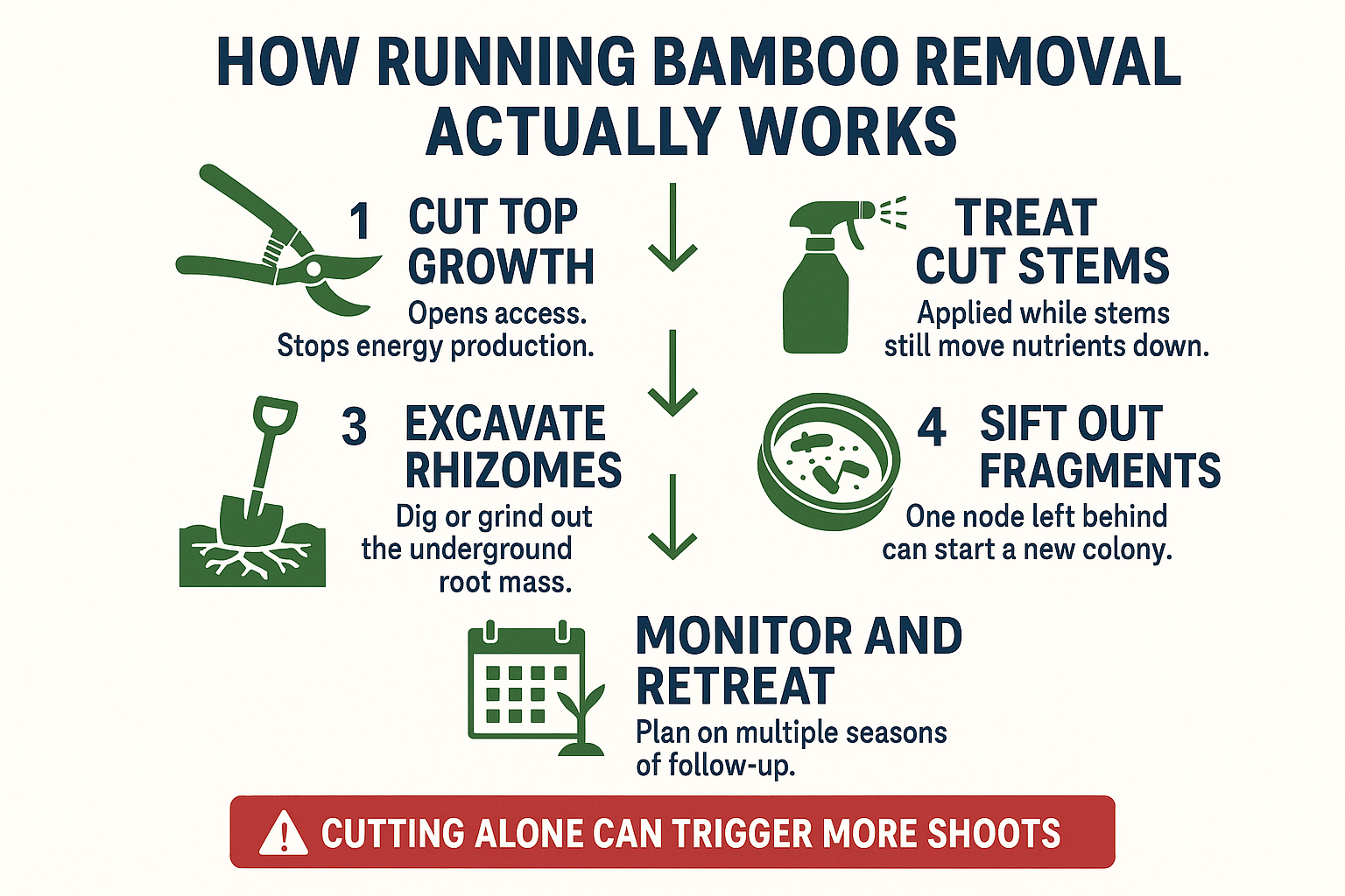 Infographic showing the five-step bamboo removal process from cutting to monitoring and retreatment