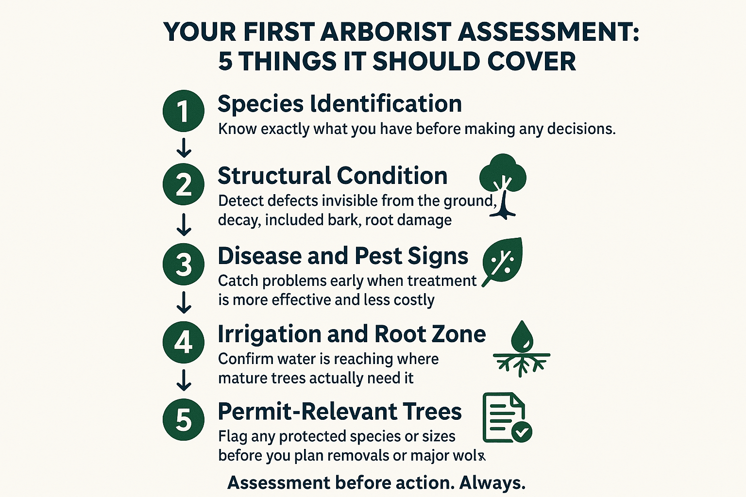 Infographic showing the five areas covered in a new homeowner tree assessment: species ID, structural condition, disease, irrigation, and pe