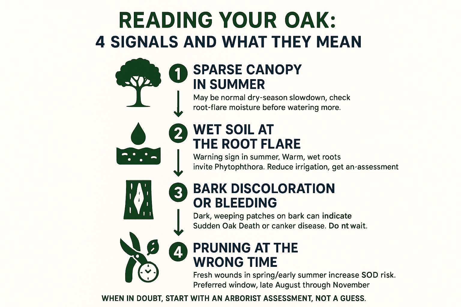 Infographic showing four oak tree health signals and what they mean for homeowners in San Jose