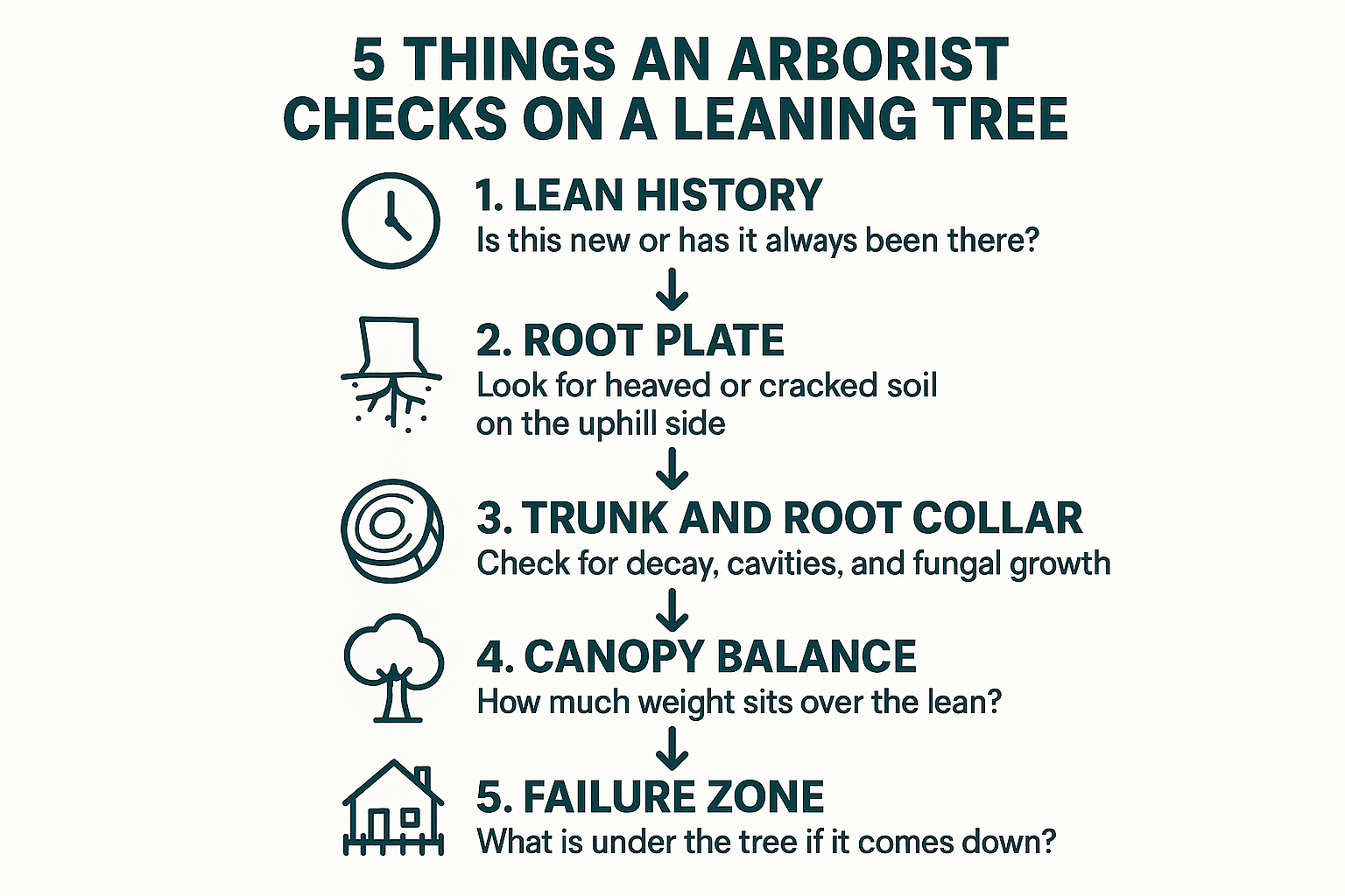 Infographic listing five checks an arborist performs on a leaning tree, from lean history to failure zone