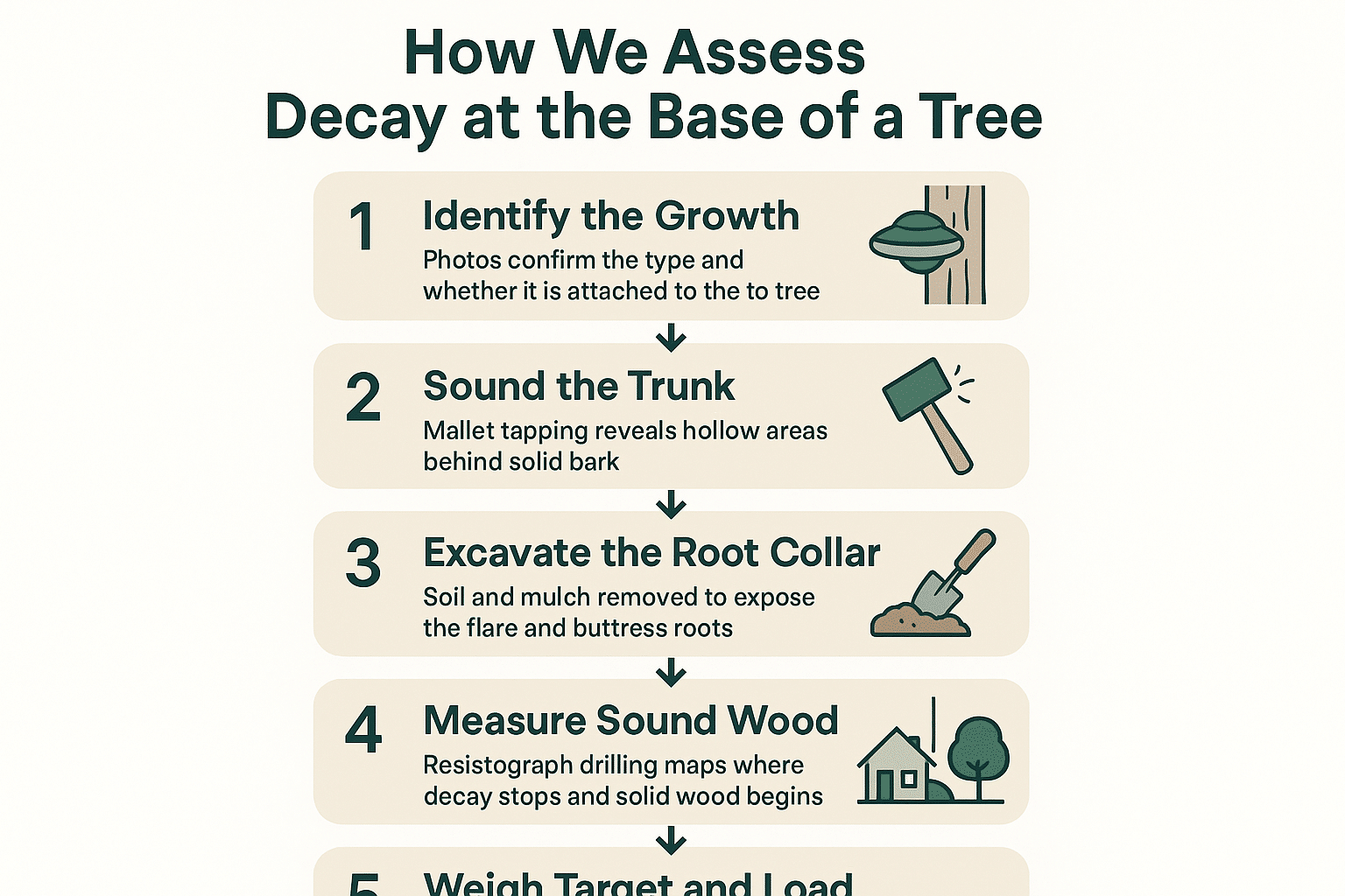 Infographic showing the five steps of a tree base decay assessment, from photo review to fall zone evaluation