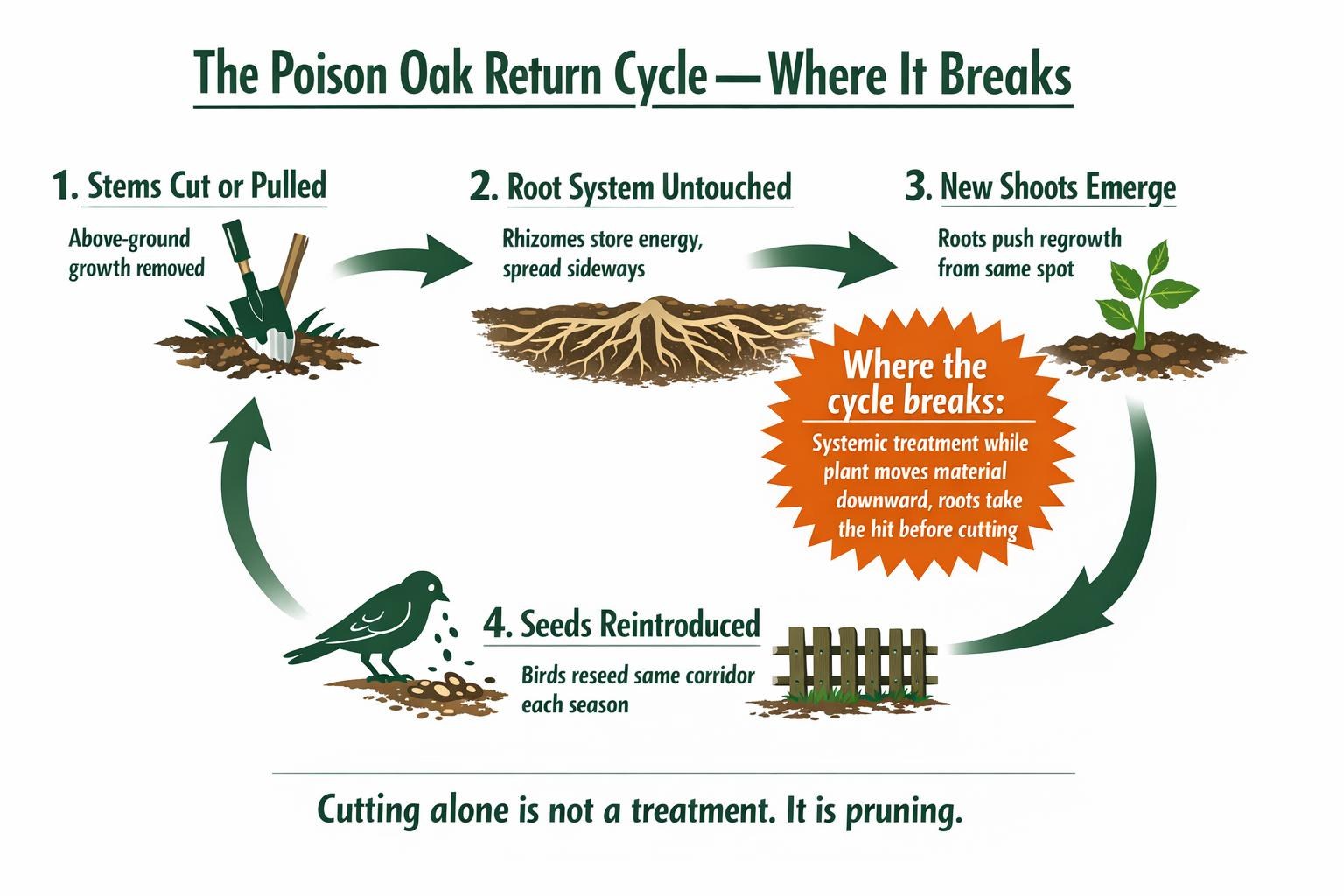 Infographic showing the poison oak return cycle: cut stems, untouched roots, new shoots, reseeding, and where the cycle breaks