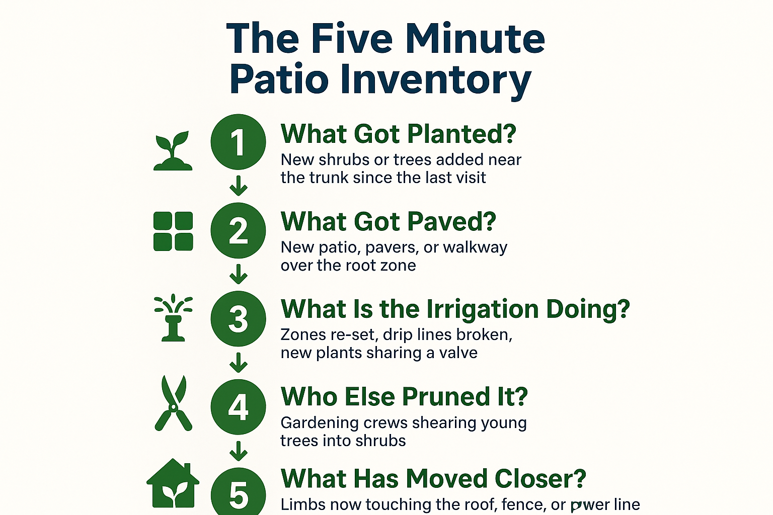 Infographic listing five things to check around a mature tree before calling an arborist back