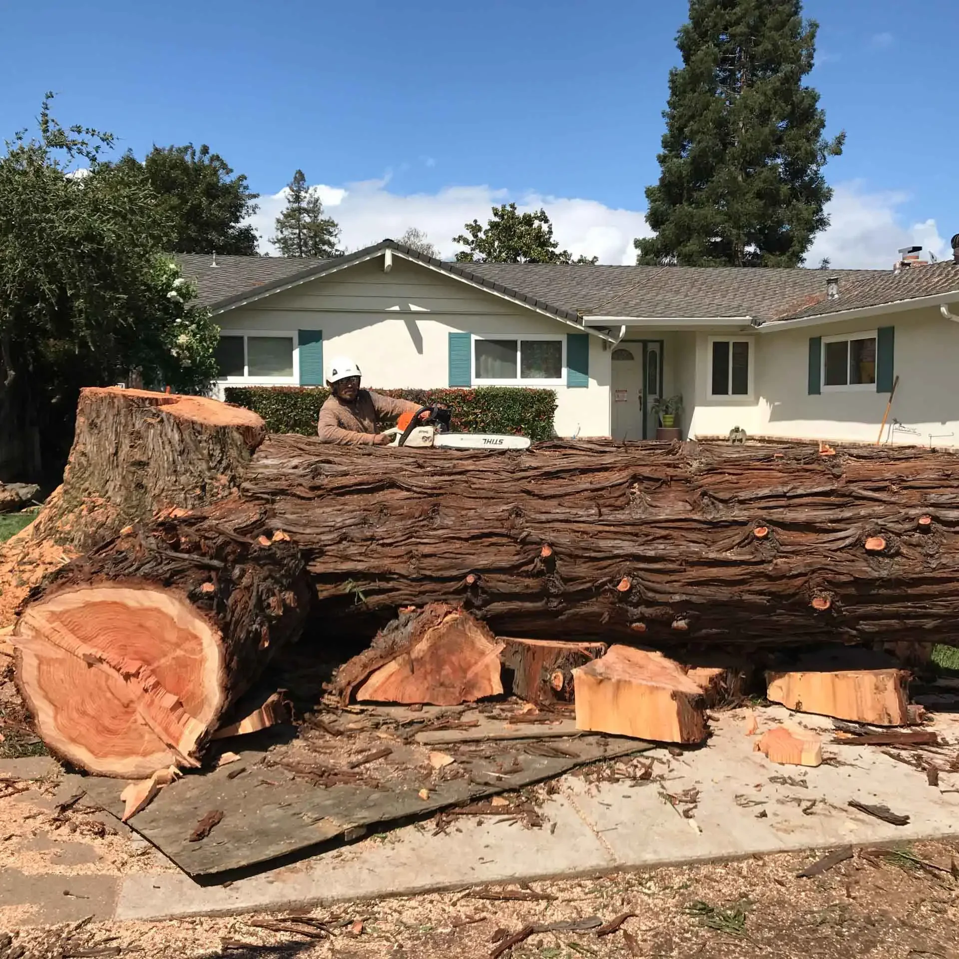 San Jose, CA Tree Services