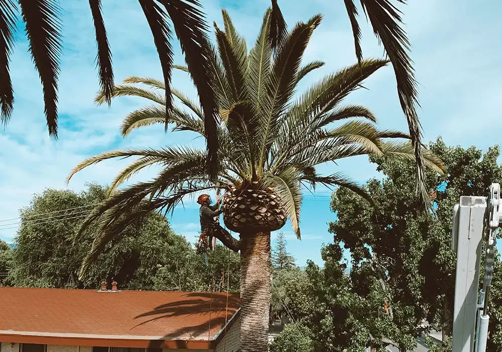 Palm-Tree-Trimming