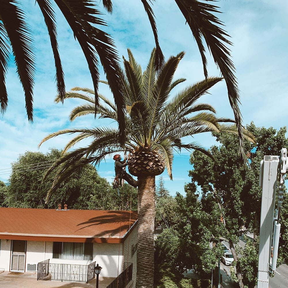 Palm-Tree-Trimming