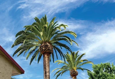 tree health assessments