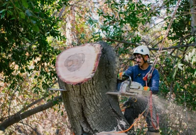 tree removal